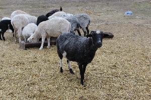 Продам овец, баранов  и козу   Город Выкса